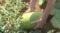 Dry farming being tested to combat climate change on Vancouver Island