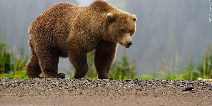 Bear attack on hiker closes trail in Yellowstone