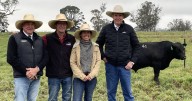 Ben Nevis Angus bull sale, September 10, 2025