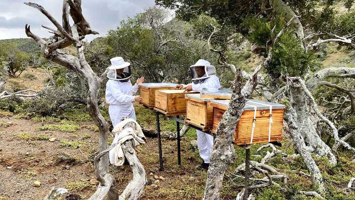 La apicultura, un pilar para la biodiversidad y la economía rural