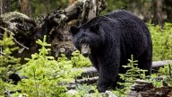 Bear killed in North Jersey after wandering into store, biting woman