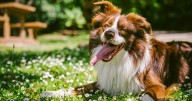 Humane Society of Louisiana launches “Be Kind to Animals 30