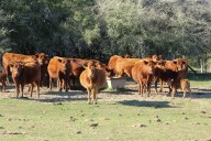Mitos y verdades. Cuál es el rol que tiene el agua en la producción y en la salud animal y humana