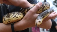 What is the rarest species of snake in Louisiana? Why it has declined