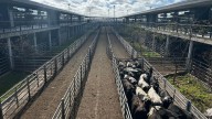 Vacunos. Cierre de semana con altibajos en el Mercado Agroganadero de Cañuelas