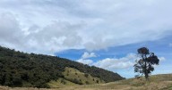 Abierta convocatoria para reconocer las mejores iniciativas ambientales de Manizales