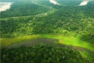 Bosques amazónicos en tierras indígenas reducen propagación de enfermedades revela estudio