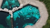 Another beluga and a seal die at Marineland. Doug Ford is paying attention