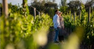 Argentina entre viñedos: Un recorrido por sus regiones vitivinícolas