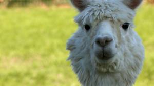 Kennewick alpaca farm celebrates National Alpaca Farm Days