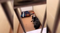 Dog Curled Up In His Kennel, Too Heartbroken To Greet Visitors At California Shelter