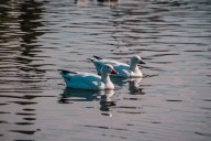 Llaman a visitantes de el Parque Central a respetar a las aves