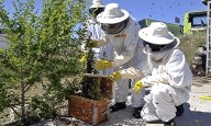 Piden reportar enjambres de abejas a línea 911 para su reubicación