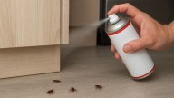 Ni se te ocurra hacer esto si ves cucarachas pequeñas en casa: lo dice un experto en control de plagas