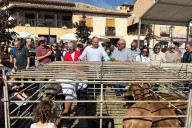 El Gobierno de Castilla-La Mancha pondrá a disposición del sector ganadero 700.000 vacunas contra la lengua azul