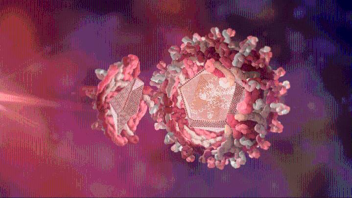 Neurological virus kills one in Kansas, infects others: KDHE