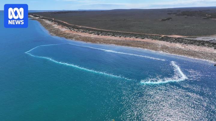 'Bubble curtain' ready to protect cuttlefish as algal bloom persists in SA