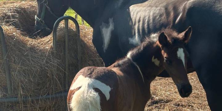 Horse Haven of Tennessee expanding, ‘A Stable Future’ project ongoing