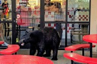 Black Bear Eats at Gatlinburg as Indiana Tourists Watch in Awe