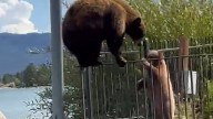 Video shows bear and cub scale fence to take a dip in Lake Tahoe