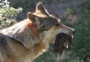 Científicos reintroducen lobos en Yellowstone y vuelven a crecer árboles tras más de 80 años 