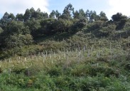 Nueva vida para La Picota de Piélagos con la plantación de casi 10.000 árboles