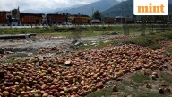 Kashmir’s apple growers are caught between the devil and the deep blue sea