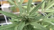 Central Alabama cannabis grower may have to destroy crop with no way to sell to patients