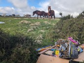 Many owners unable to keep their horses safe from fireworks – new petition calls for law change