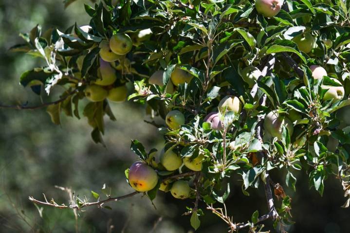 Oak Glen looks forward to a good crop of apples