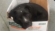 Michigan Pittie Rescued From Streets Clings To His Cardboard Box Despite Plush Beds