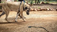 ¿Cómo actuar si tu perro se topa con una serpiente de cascabel en Nuevo León?