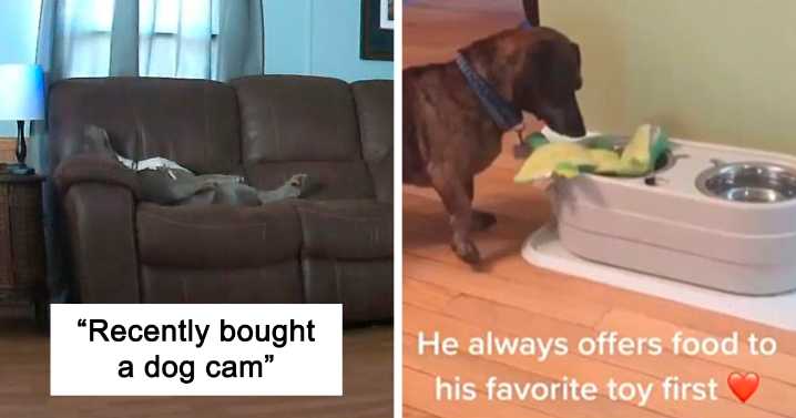 “What’s Wrong With Your Dog?”: People Are Sharing Pics Of Their Dogs Acting Bizarre (40 New Pics)