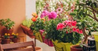 Ni cactus ni suculentas: cinco plantas ideales para jardines pequeños en patios o balcones