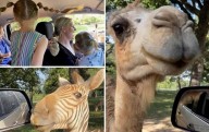BIG Family-Friendly Fun At Cherokee Trace Safari In East Texas