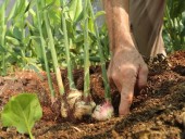 Misiones apuesta a diez productos emergentes para la diversificación