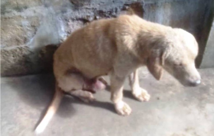 Fundación «Huellitas» exige justicia por el perro al que un hombre le cortó el pene