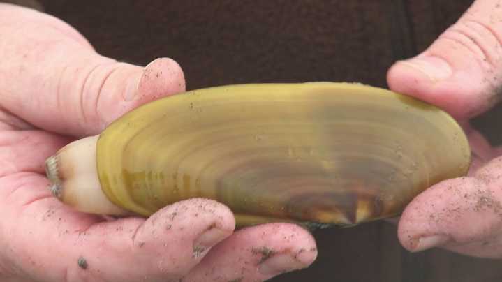 Razor clams back on the menu as conservation closure ends Wednesday