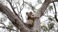 Koalas to be vaccinated against deadly chlamydia in world first