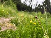 Ticks are migrating, raising disease risks if they can’t be tracked quickly enough