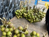 Incrementan las ventas en los últimos días de la cosecha de mamones