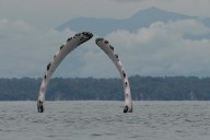 Cuando canta el Pacífico: cómo las ballenas de Colombia enseñan esperanza a las comunidades costeras