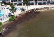 Pescadores reportan a la baja ocupación en Playa del Carmen