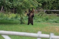 Flathead Valley fruit collection aims to reduce bear attractants