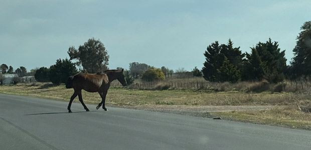 IMÁGENES ENVIADAS POR LA GENTE: caballo suelto sobre la Ruta 33