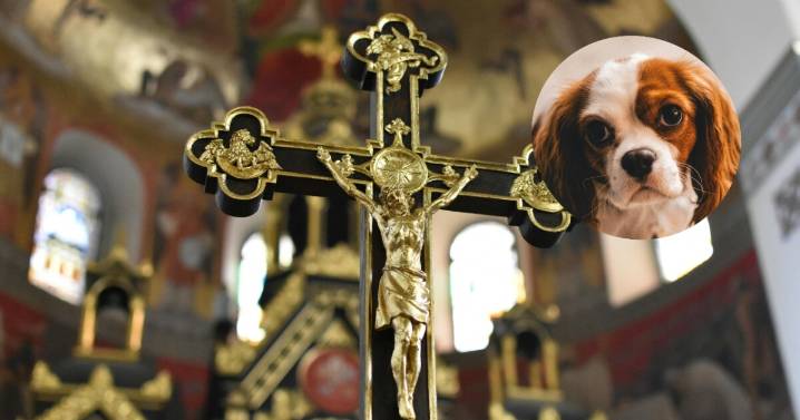 ¿Perros del diablo? Iglesia de Italia veta a perros por beber agua bendita