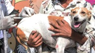Can even a scratch by a dog or cat cause rabies? Here's what doctors say