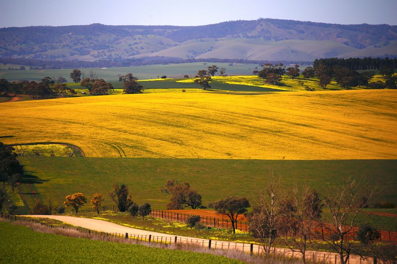 Exclusive-China snaps up Australian canola after trade spat with Canada, sources say
