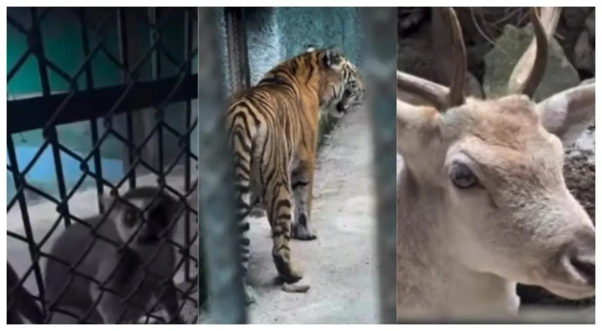 “Encerrados en algo peor que mazmorras”: Mundo Patitas denuncia maltrato en zoológico de Puerto Vallarta