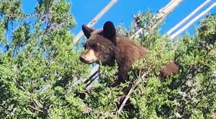 McKinley County black bear relocated to the wild